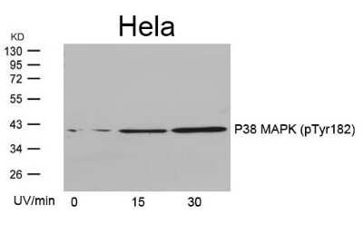 Western Blot: p38 alpha [p Tyr182] Antibody [NB100-82097]